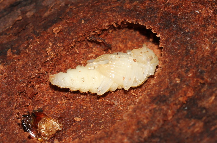 larva Cerambycidae? S, cfr. Rhagium inquisitor